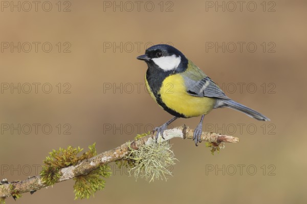 Great Tit (Parus major), sitting on a branch overgrown with moss and lichen, Wildlife, Animals, Birds, Tits, Siegerland, North Rhine-Westphalia, Germany