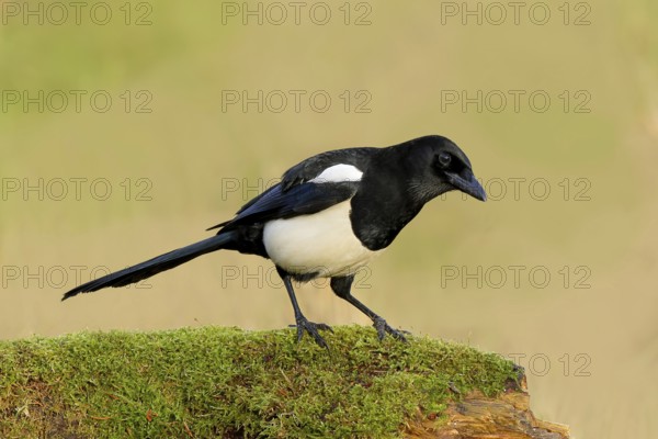 Magpie, (Pica pica) sitting on a moss-covered tree trunk, wildlife, corvid, nature photography, Siegerland, North Rhine-Westphalia, Germany