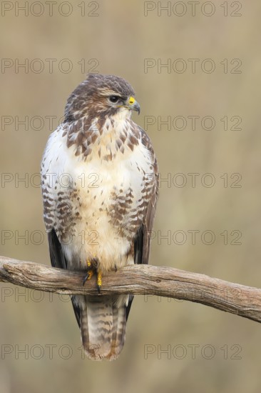 Buzzard (Buteo buteo) sitting attentively on a branch, wildlife, animals, birds, bird of prey, nature photography, Siegerland, North Rhine-Westphalia, Germany