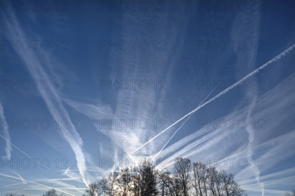 Morning sky with contrails, tree silhouettes below, Eckental, Middle Franconia, Bavaria, Germany