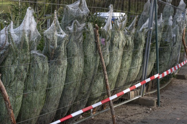Christmas trees wrapped in nets for sale, Franconia, Bavaria, Germany