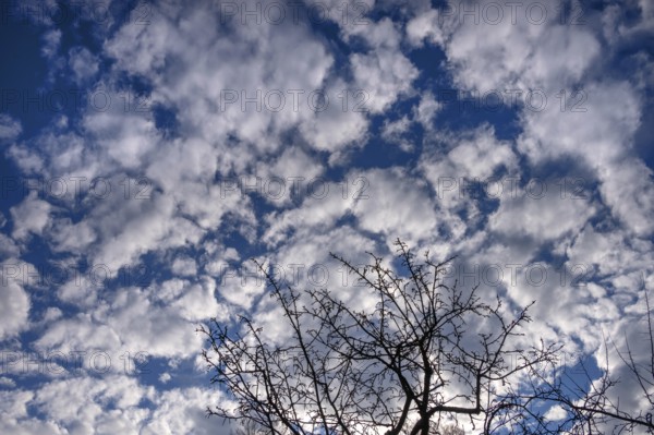 Clouds in the morning (Altocumulus stratiformis), silhouette of cherry tree in front, Bavaria, Germany