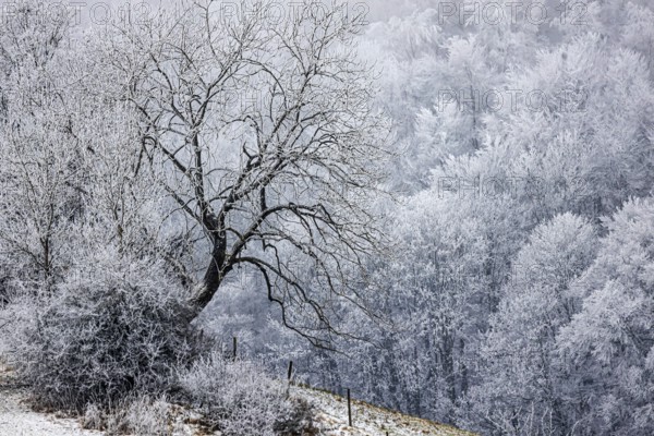 Winter landscape in the Swabian Jura. Bushes and forest with hoarfrost. Münsingen, Baden-Württemberg, Germany