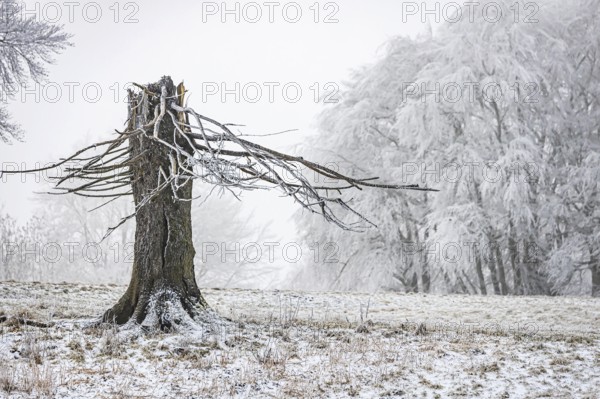Winter landscape with broken tree stump in the Swabian Jura. hoarfrost. Münsingen, Baden-Württemberg, Germany