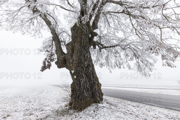 Lime tree, distinctive tree in the Heroldstatt district in the Swabian Jura. The Lindele natural monument with hoarfrost in winter. Heroldstatt, Baden-Württemberg, Germany