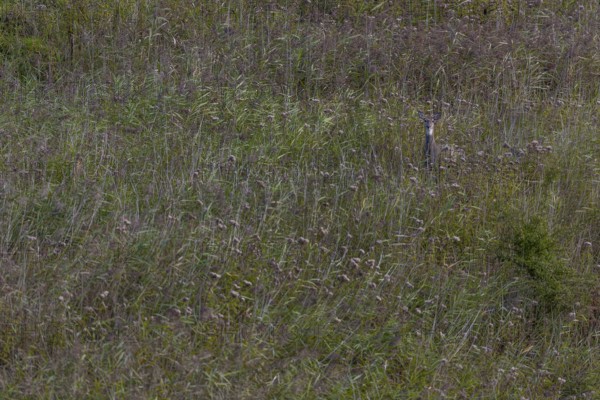 Motionless eyes in white-tailed deer (Odocoileus virginianus) female from a large reed bed, released into the wild, Germany