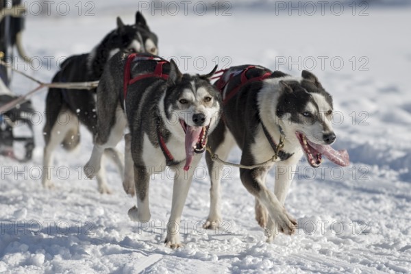 Dog sled racing