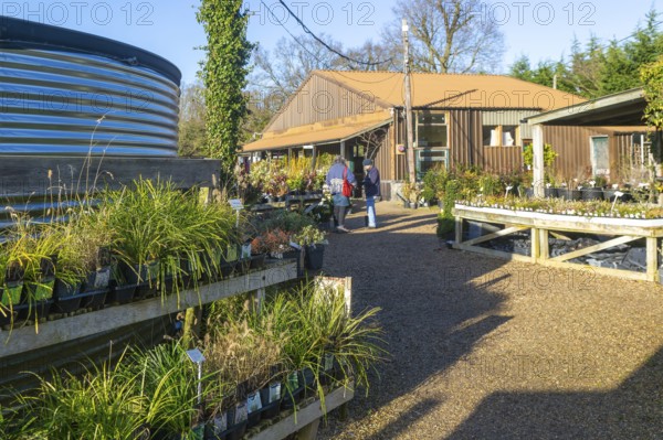 Swann's nursery garden centre, Bromeswell, Woodbridge, Suffolk, England, UK 30 Dec 2025