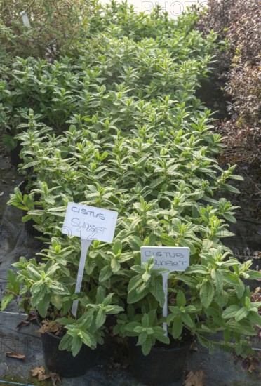 Cistus Sunset plants on display, Swann's nursery garden centre, Bromeswell, Woodbridge, Suffolk, England, UK 30 Dec 2025