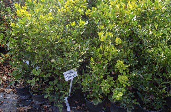 Euonymus Ovatus plants on display, Swann's nursery garden centre, Bromeswell, Woodbridge, Suffolk, England, UK 30 Dec 2025