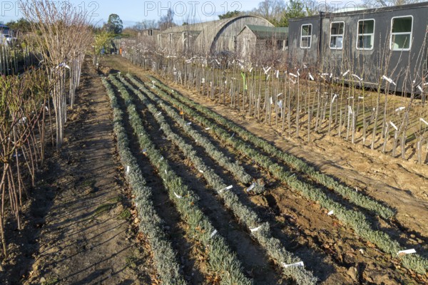 Bare root lavender plants, Swann's nursery garden centre, Bromeswell, Woodbridge, Suffolk, England, UK 30 Dec 2025