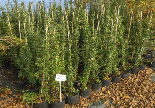 Pyracantha 'Soleil d'Or' plants on display, Swann's nursery garden centre, Bromeswell, Woodbridge, Suffolk, England, UK 30 Dec 2025