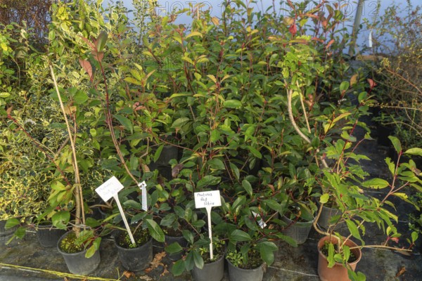 Photinia Red Robin plants on display, Swann's nursery garden centre, Bromeswell, Woodbridge, Suffolk, England, UK 30 Dec 2025