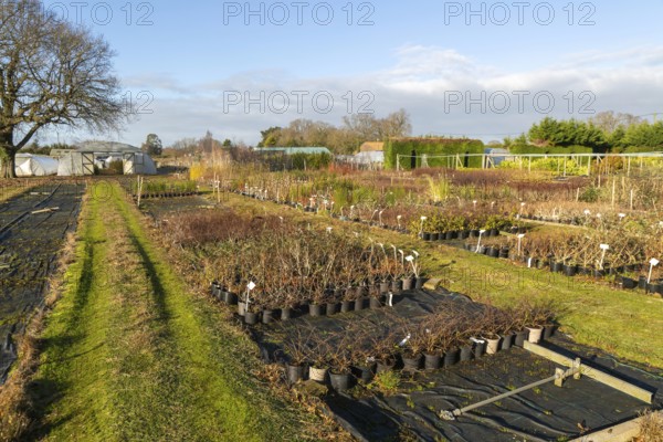 Potted shrubs on display Swann's nursery garden centre, Bromeswell, Woodbridge, Suffolk, England, UK 30 Dec 2025
