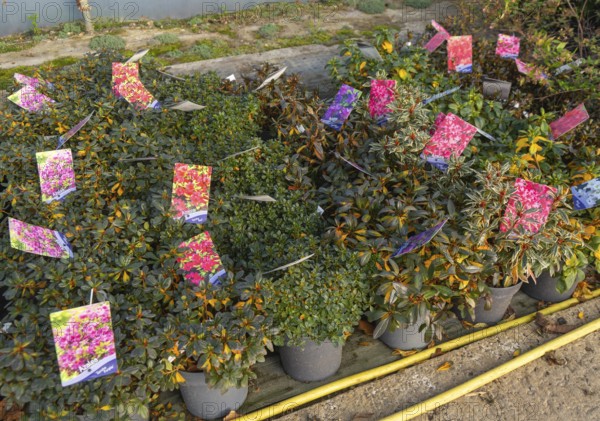 Potted Azaleas on display Swann's nursery garden centre, Bromeswell, Woodbridge, Suffolk, England, UK 30 Dec 2025