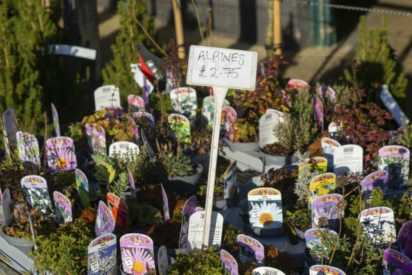 Alpine plants on display, Swann's nursery garden centre, Bromeswell, Woodbridge, Suffolk, England, UK 30 Dec 2025