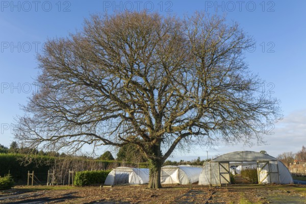 Mature leafless oak tree, Swann's nursery garden centre, Bromeswell, Woodbridge, Suffolk, England, UK 30 Dec 2025