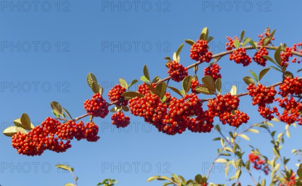 Red berries of Cotoneaster plant, Swann's nursery garden centre, Bromeswell, Woodbridge, Suffolk, England, UK 30 Dec 2025