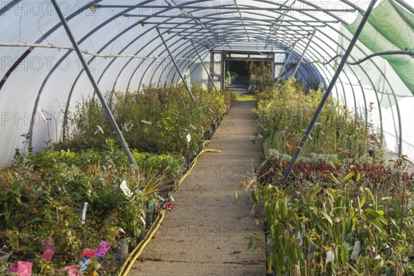 Plants growing inside polytunnel, Swann's nursery garden centre, Bromeswell, Woodbridge, Suffolk, England, UK 30 Dec 2025