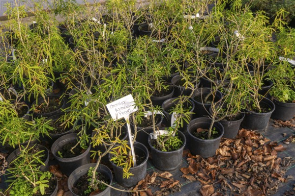 Choisya Aztec Pearl plants on display, Swann's nursery garden centre, Bromeswell, Woodbridge, Suffolk, England, UK 30 Dec 2025