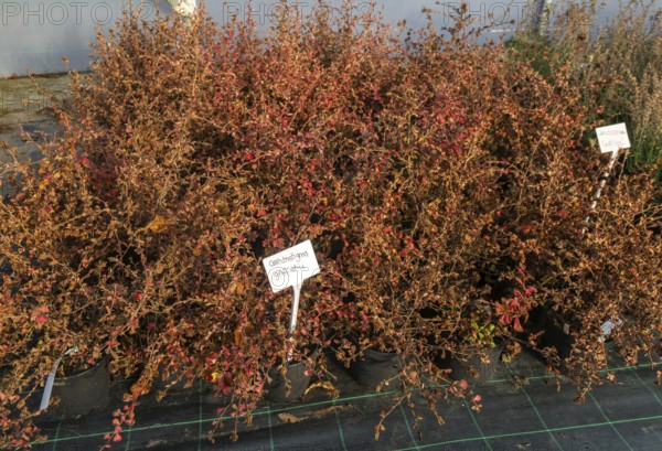 Ceratostigma griffithii plants on display, Swann's nursery garden centre, Bromeswell, Woodbridge, Suffolk, England, UK 30 Dec 2025