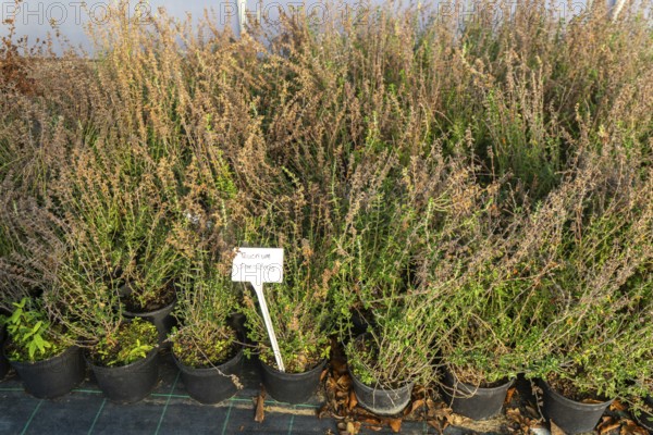 Teucrium Chamaedrys plants on display, Swann's nursery garden centre, Bromeswell, Woodbridge, Suffolk, England, UK 30 Dec 2025