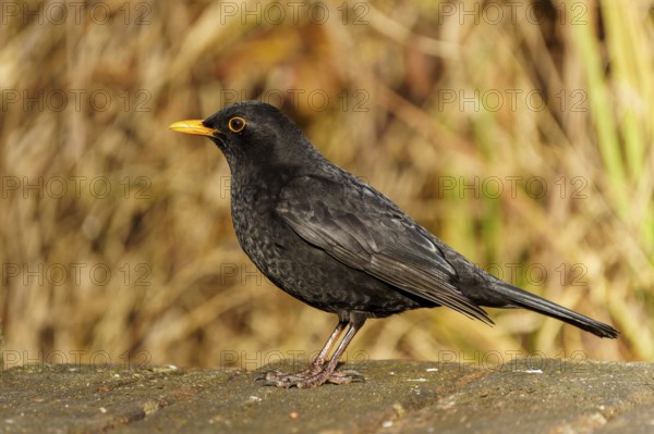 Blackbird sitting sideways with yellow beak on a wooden floor, background blurred, Blackbird (Turdus merula), wildlife, Germany