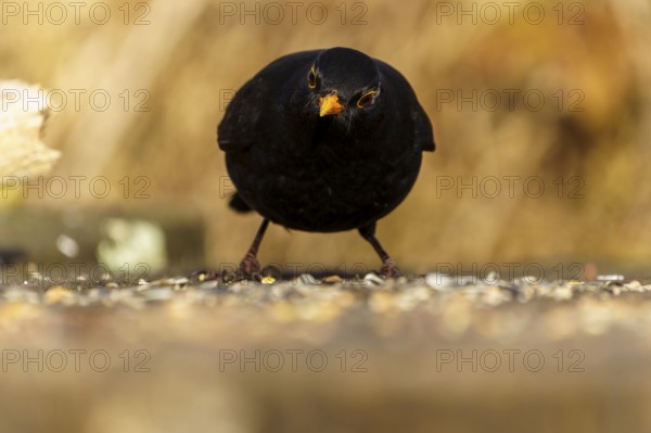 Black blackbird foraging on the ground, with sharp gaze and beak in the centre, Blackbird (Turdus merula), wildlife, Germany
