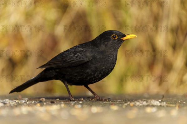 Side view of a blackbird with yellow beak on the ground, Blackbird (Turdus merula), wildlife, Germany