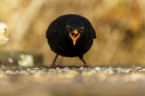 Blackbird with open beak feeding on the ground, in dynamic posture, Blackbird (Turdus merula), wildlife, Germany