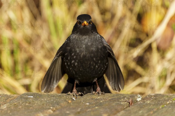 Frontal view of a blackbird with yellow beak on a wooden floor, Blackbird (Turdus merula), wildlife, Germany