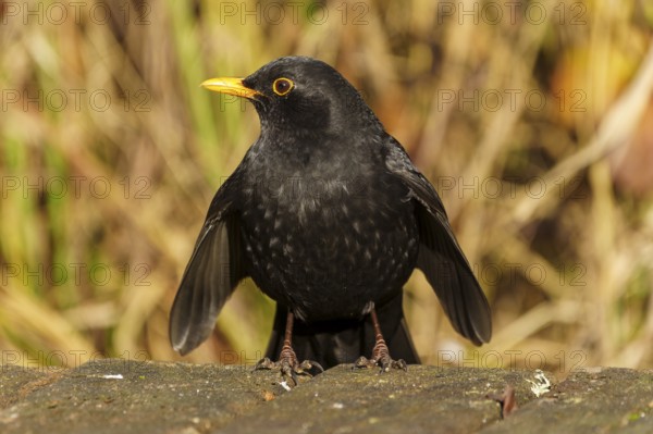Black blackbird with yellow beak sitting on a forest floor with blurred background, Blackbird (Turdus merula), wildlife, Germany