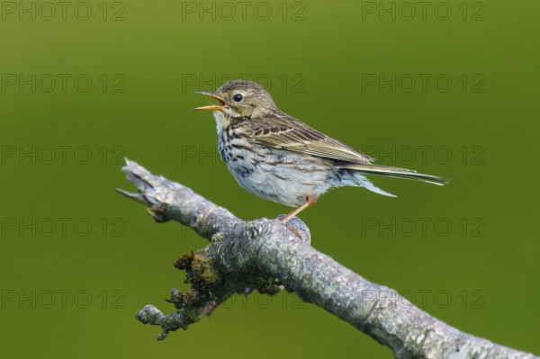 A songbird sits on a branch and seems to be calling, surrounded by green nature, mountain pipit (Anthus spinoletta), wildlife, France