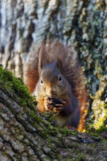 Squirrel (Sciurus vulgaris), wildlife, Germany