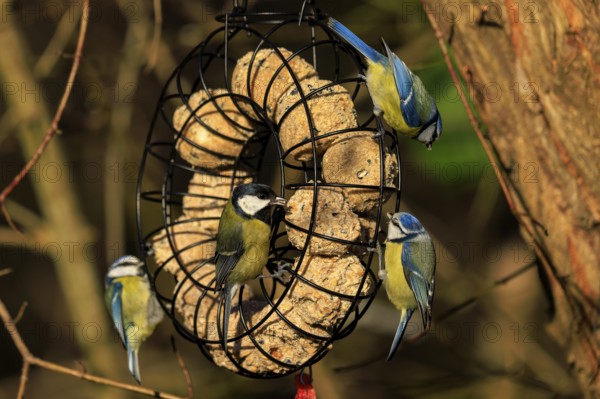 Different tit species at a round feeding station in a wooded background, blue tit (Cyanistes caeruleus), wildlife, Germany