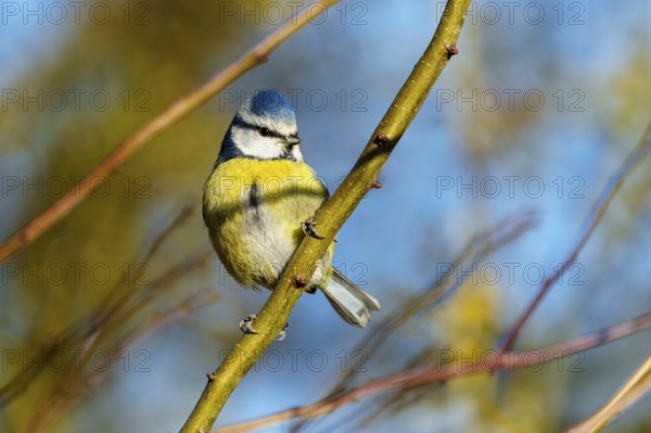 A blue tit sitting peacefully on a branch in front of a blurred autumnal background, Blue tit (Cyanistes caeruleus), wildlife, Germany