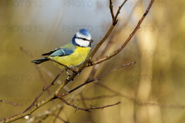 Blue tit sitting on a branch in naturally lit spring, Blue tit (Cyanistes caeruleus), wildlife, Germany