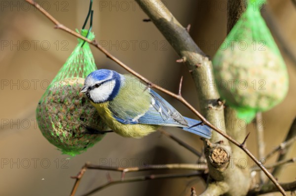 Blue tit eating from a tit dumpling on a bare tree branch, Blue tit (Cyanistes caeruleus), wildlife, Germany