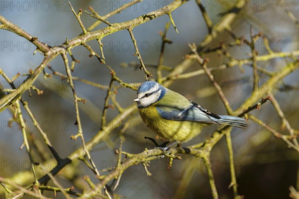 A blue tit sitting on a thorny branch with blue sky, Blue tit (Cyanistes caeruleus), wildlife, Germany
