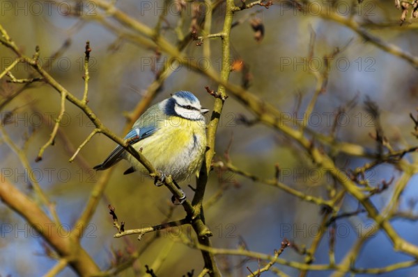 Blue tit on a branch in the sunshine, surrounded by fresh leaves, Blue tit (Cyanistes caeruleus), wildlife, Germany
