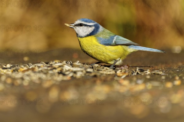A blue tit eating seeds from the ground in the wild, blue tit (Cyanistes caeruleus), wildlife, Germany