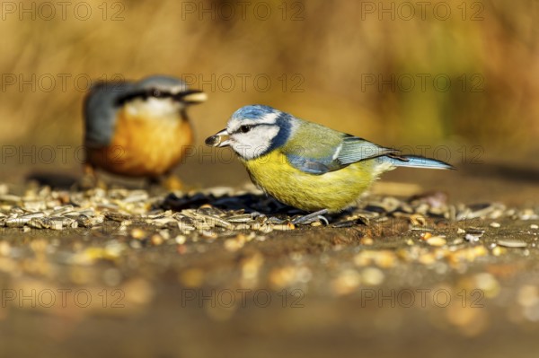 Two birds, including a blue tit, eating seeds, Blue tit (Cyanistes caeruleus), wildlife, Germany