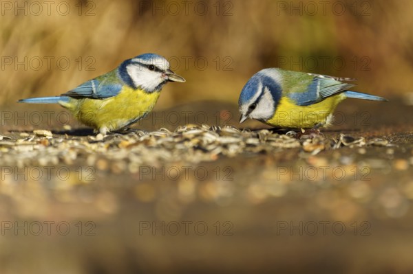 Two blue tits feeding on a wooden base, blue tit (Cyanistes caeruleus), wildlife, Germany