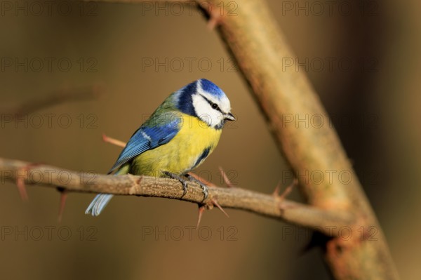 Blue tit sitting on a thorny branch and looking attentively, Blue tit (Cyanistes caeruleus), wildlife, Germany