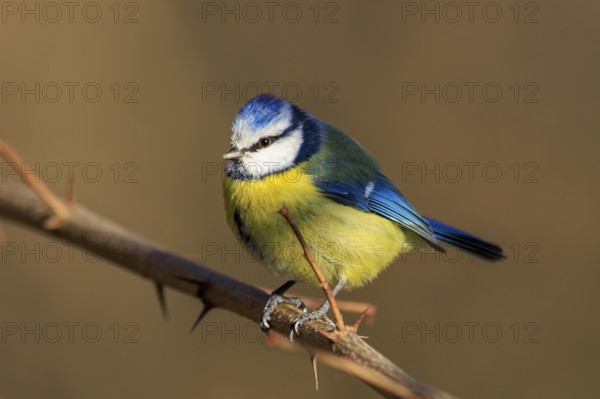 Blue tit sitting upright on a bare thorn branch with focus on the plumage, Blue tit (Cyanistes caeruleus), wildlife, Germany