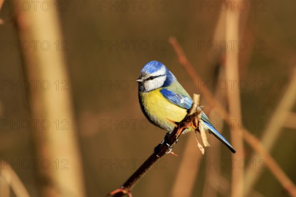 Blue tit sitting on a branch, surrounded by blurred background, Blue tit (Cyanistes caeruleus), wildlife, Germany