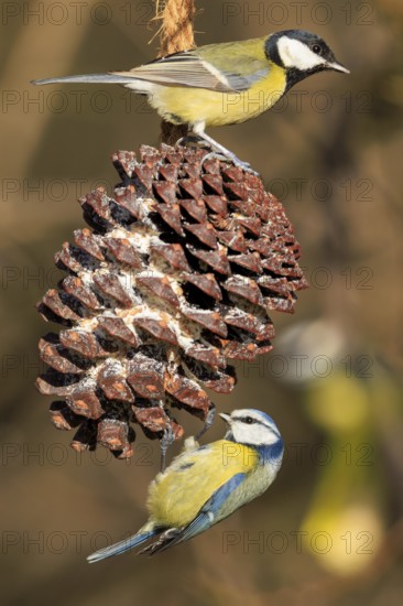 Blue Tit and Great Tit at a pine cone with food, Blue Tit (Cyanistes caeruleus), wildlife, Germany