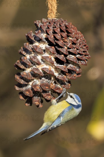 Blue tit pecking at a hanging pine cone in winter, Blue tit (Cyanistes caeruleus), wildlife, Germany