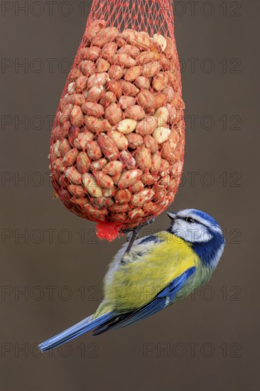 Blue tit eating peanuts from a hanging net, Blue tit (Cyanistes caeruleus), wildlife, Germany
