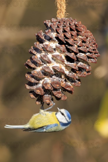 Blue tit eating from a large, hanging pine cone, Blue tit (Cyanistes caeruleus), wildlife, Germany